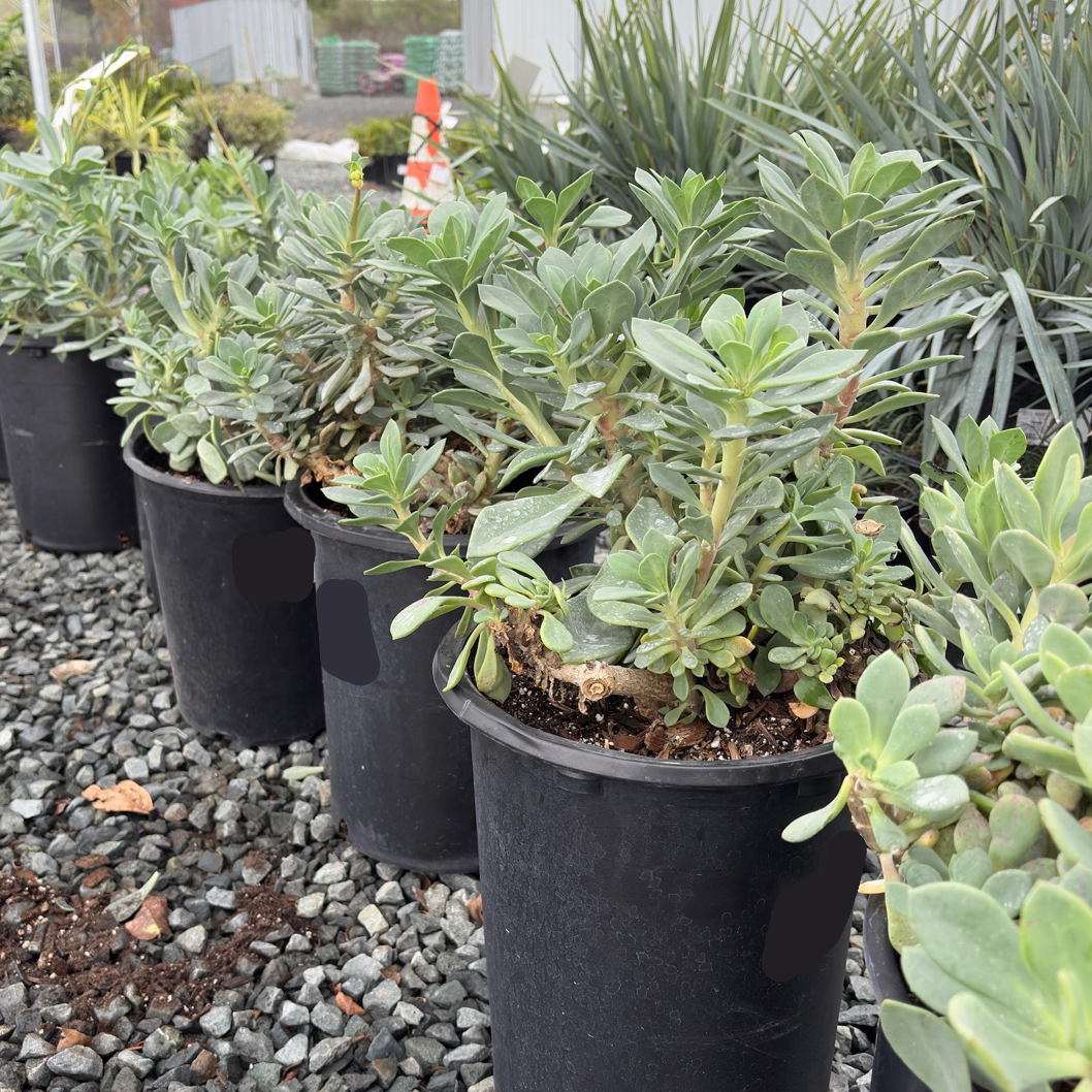 Rock Purslane