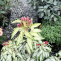 Rock & Roll Peruvian Lily