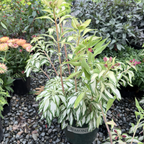 Rock & Roll Peruvian Lily