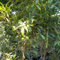 Rose Apple