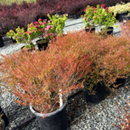 Rosea Mexican Heather