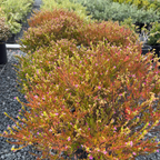 Rosea Mexican Heather