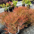 Rosea Mexican Heather