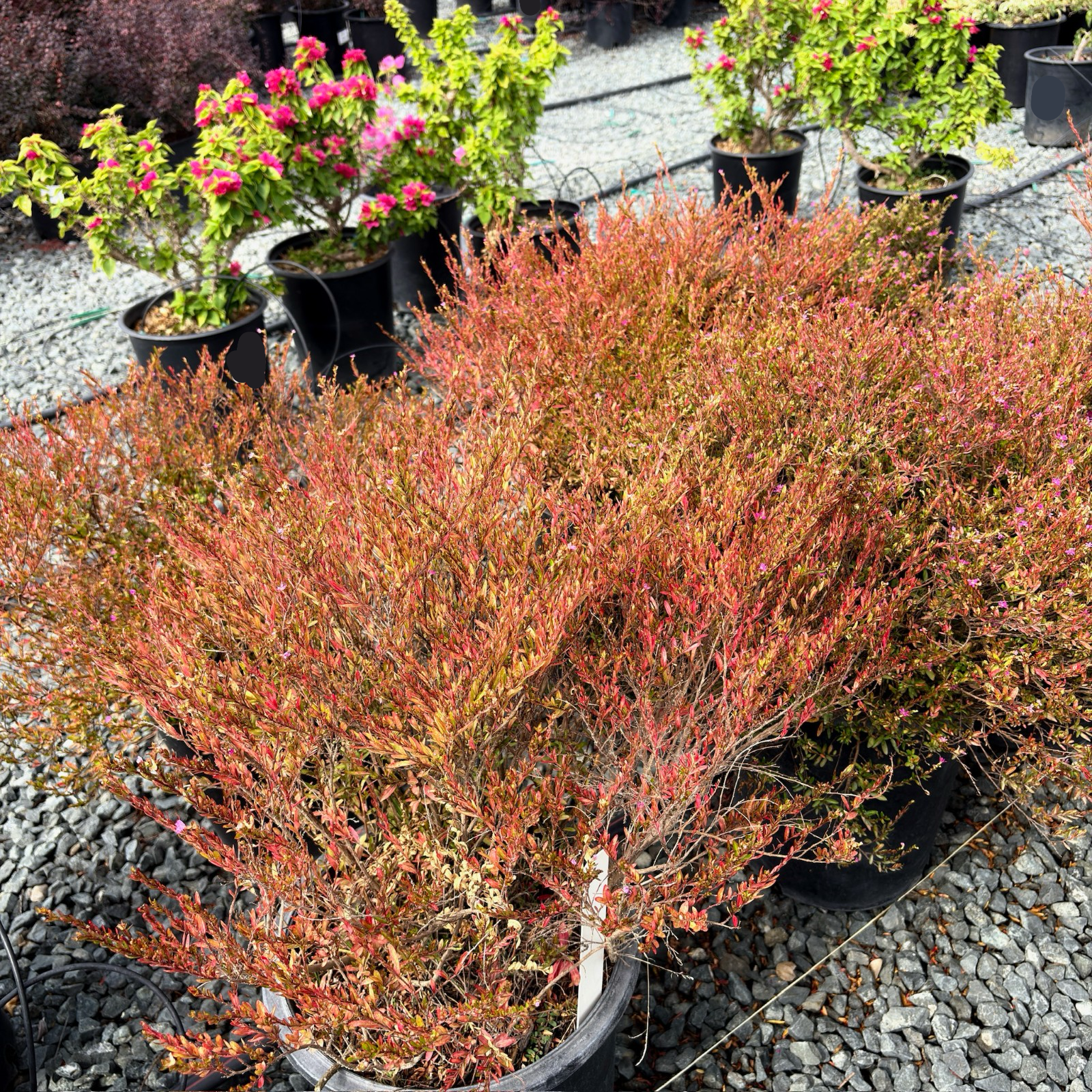 Rosea Mexican Heather