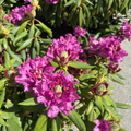 Roseum Elegans Rhododendron