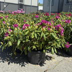Roseum Elegans Rhododendron