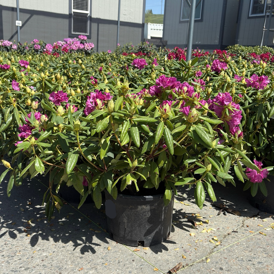 Roseum Elegans Rhododendron