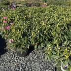 Roseum Elegans Rhododendron