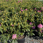 Roseum Elegans Rhododendron
