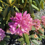Roseum Elegans Rhododendron