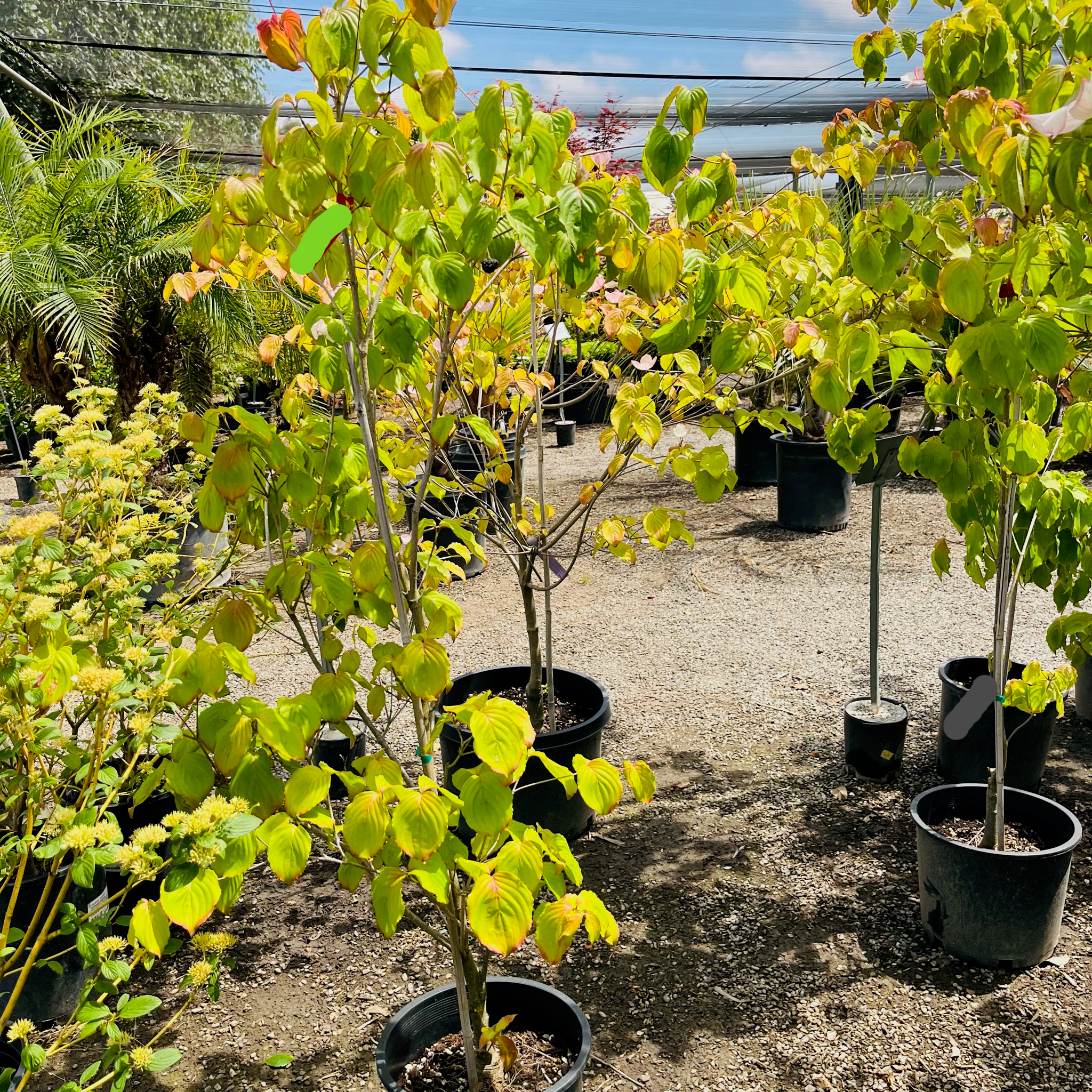 Rosy Teacups Dogwood