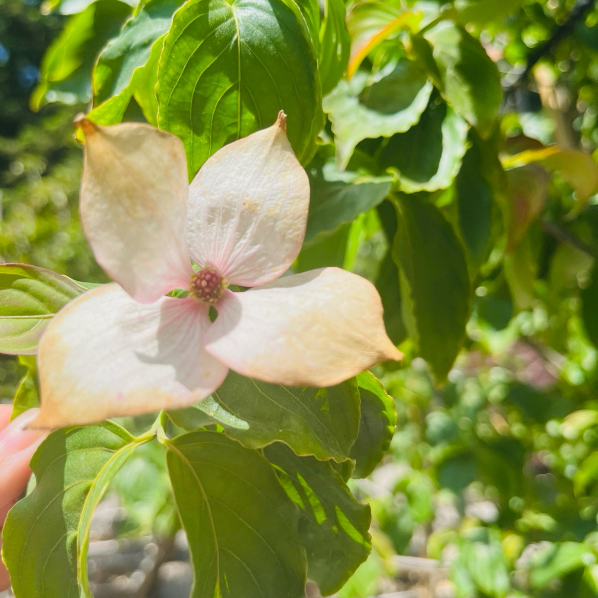 Rosy Teacups Dogwood