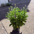 Royal Candles Speedwell