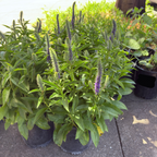 Royal Candles Speedwell