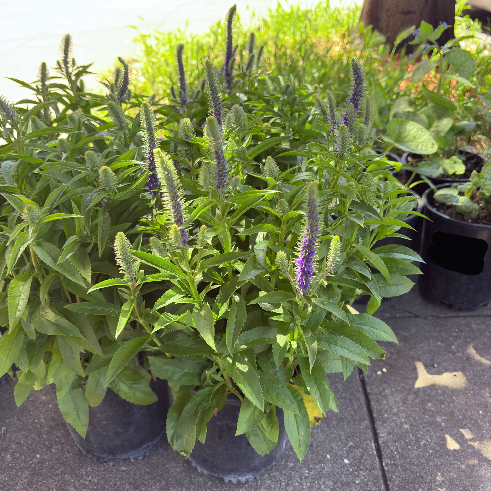 Royal Candles Speedwell
