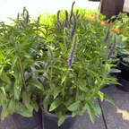 Royal Candles Speedwell