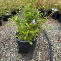 Royal Cape® Plumbago