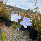 Royal Cape® Plumbago