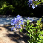 Royal Cape® Plumbago