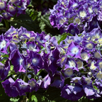 Royal Purple Bigleaf Hydrangea