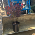 Royal Purple Smoke Bush