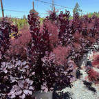 Royal Purple Smoke Bush