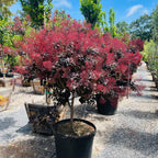 Royal Purple Smoke Tree