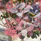 Royal Purple Smoke Tree