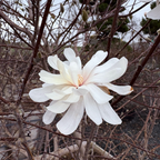 White flower blooming on Royal Star Magnolia tree