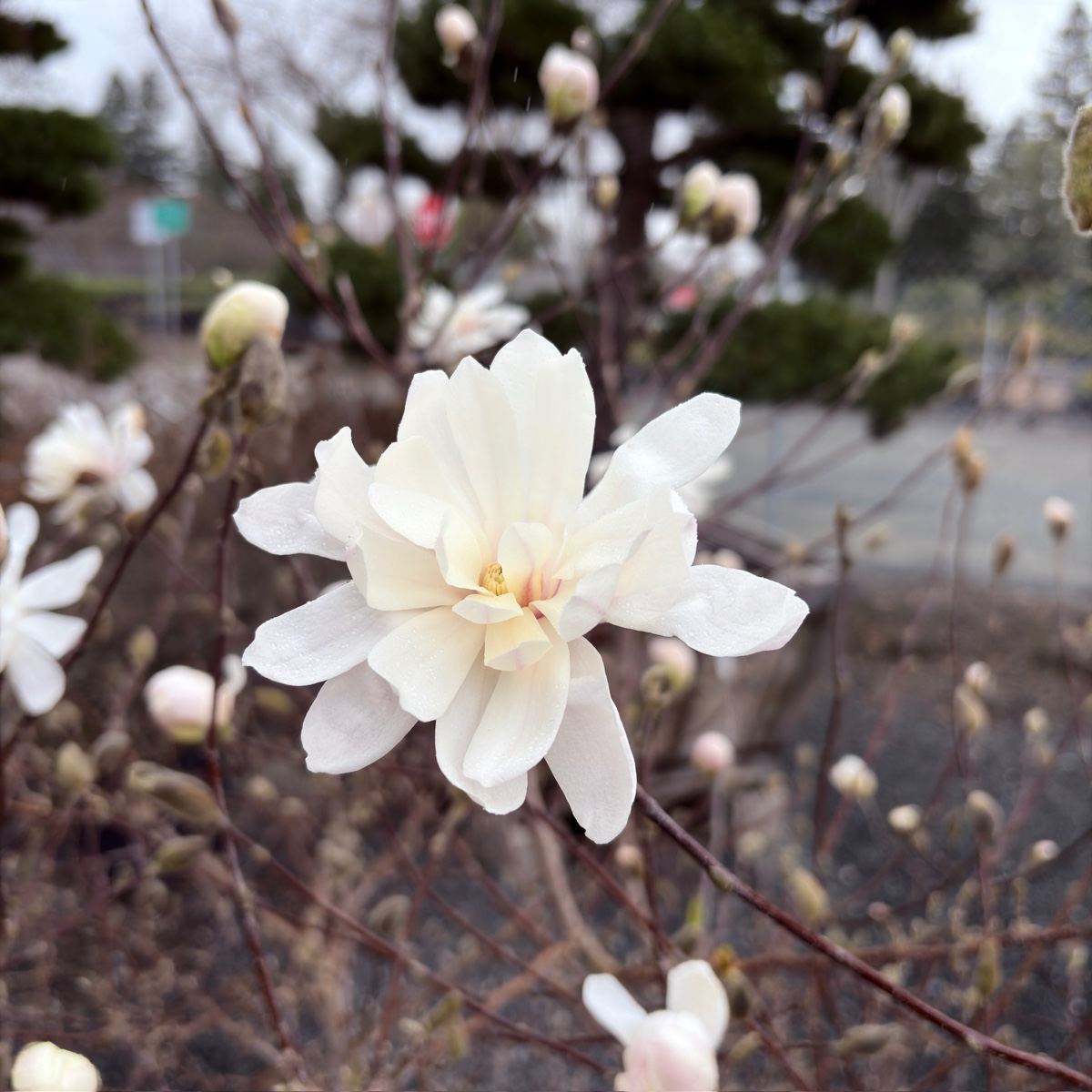 White flower on Royal Star Magnolia tree