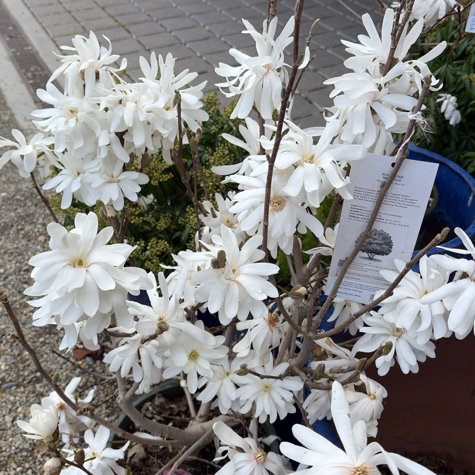 Potted Royal Star Magnolia plant with white flowers and a tag on a pavement background