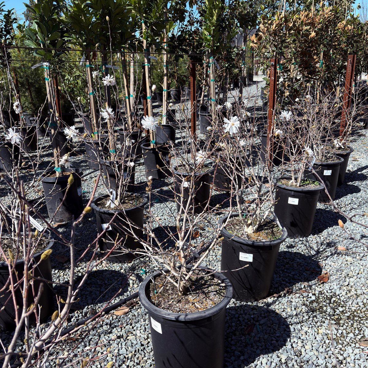 Row of potted plants in a nursery setting