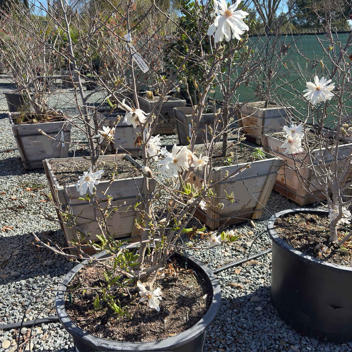 Royal Star Magnolia