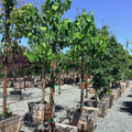 Royal White eastern redbud
