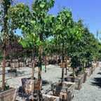 Royal White eastern redbud
