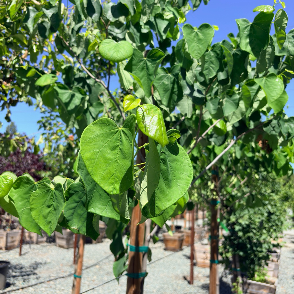Royal White eastern redbud