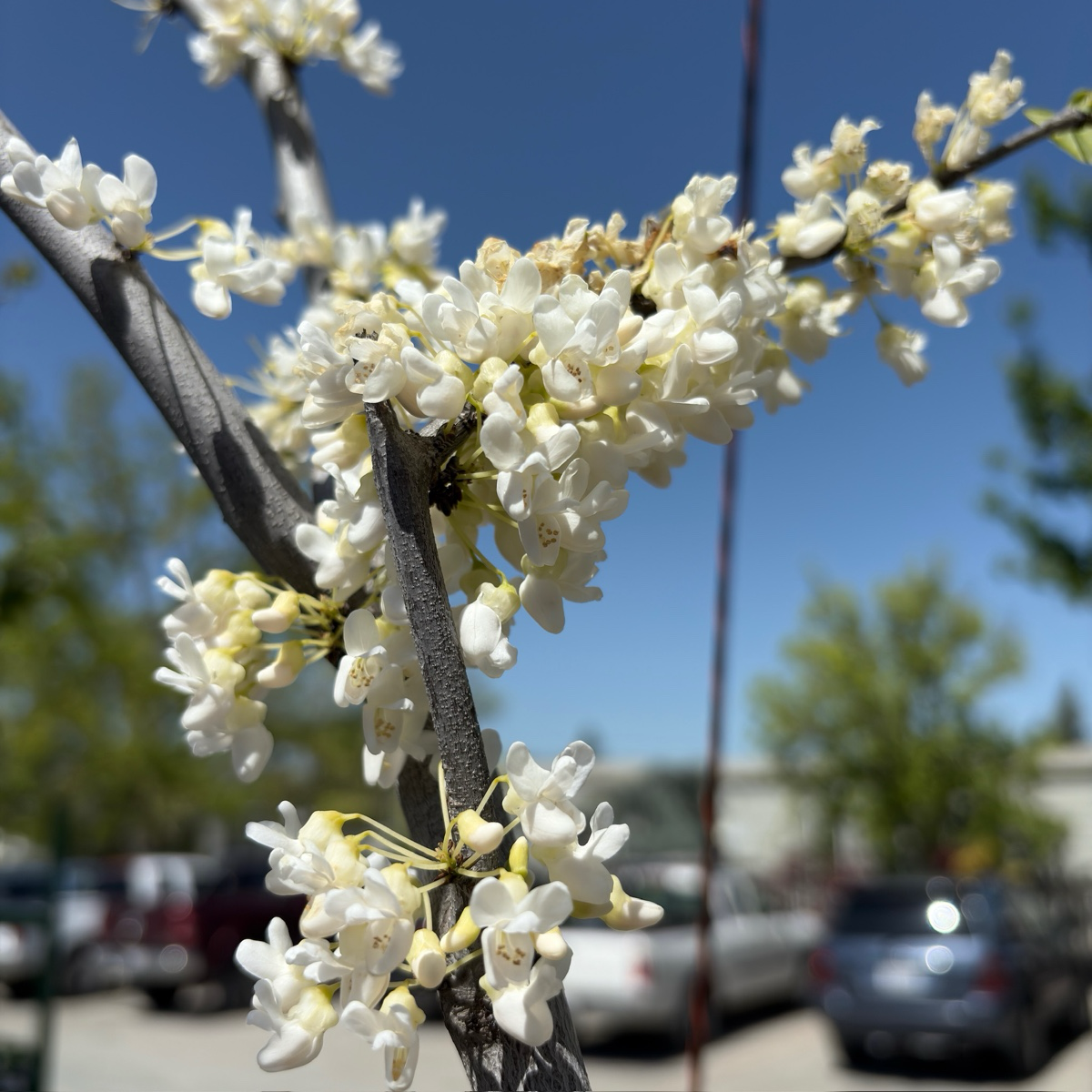 Royal White eastern redbud