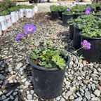 Rozanne Cranesbill