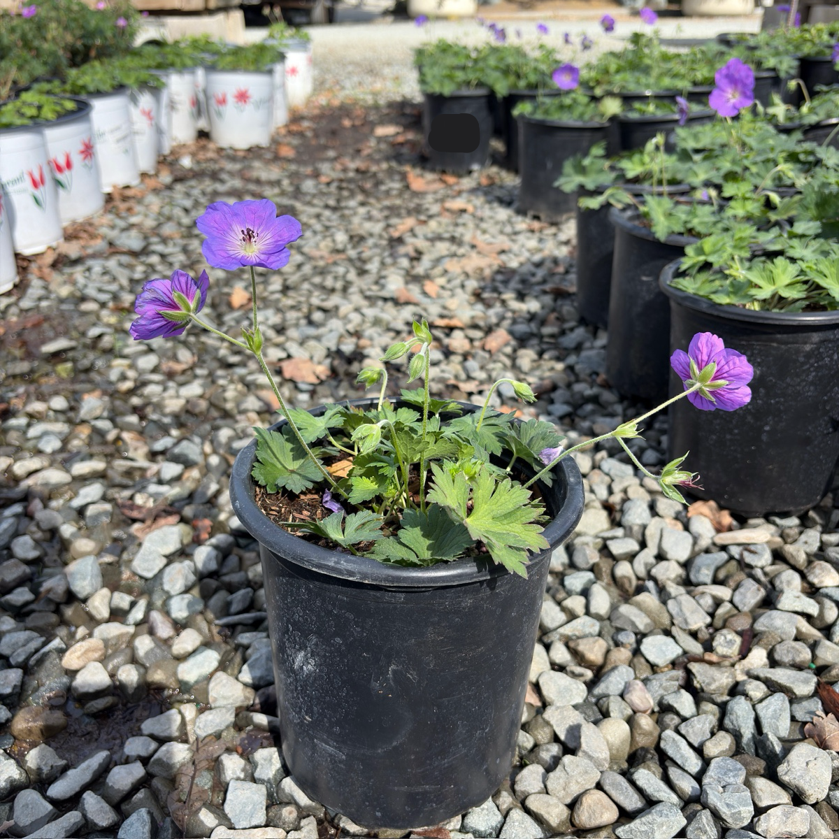 Rozanne Cranesbill