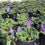 Rozanne Cranesbill