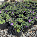 Rozanne Cranesbill