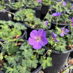 Rozanne Cranesbill