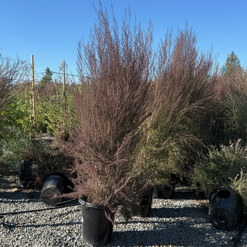 Ruby Glow New Zealand Tea Tree