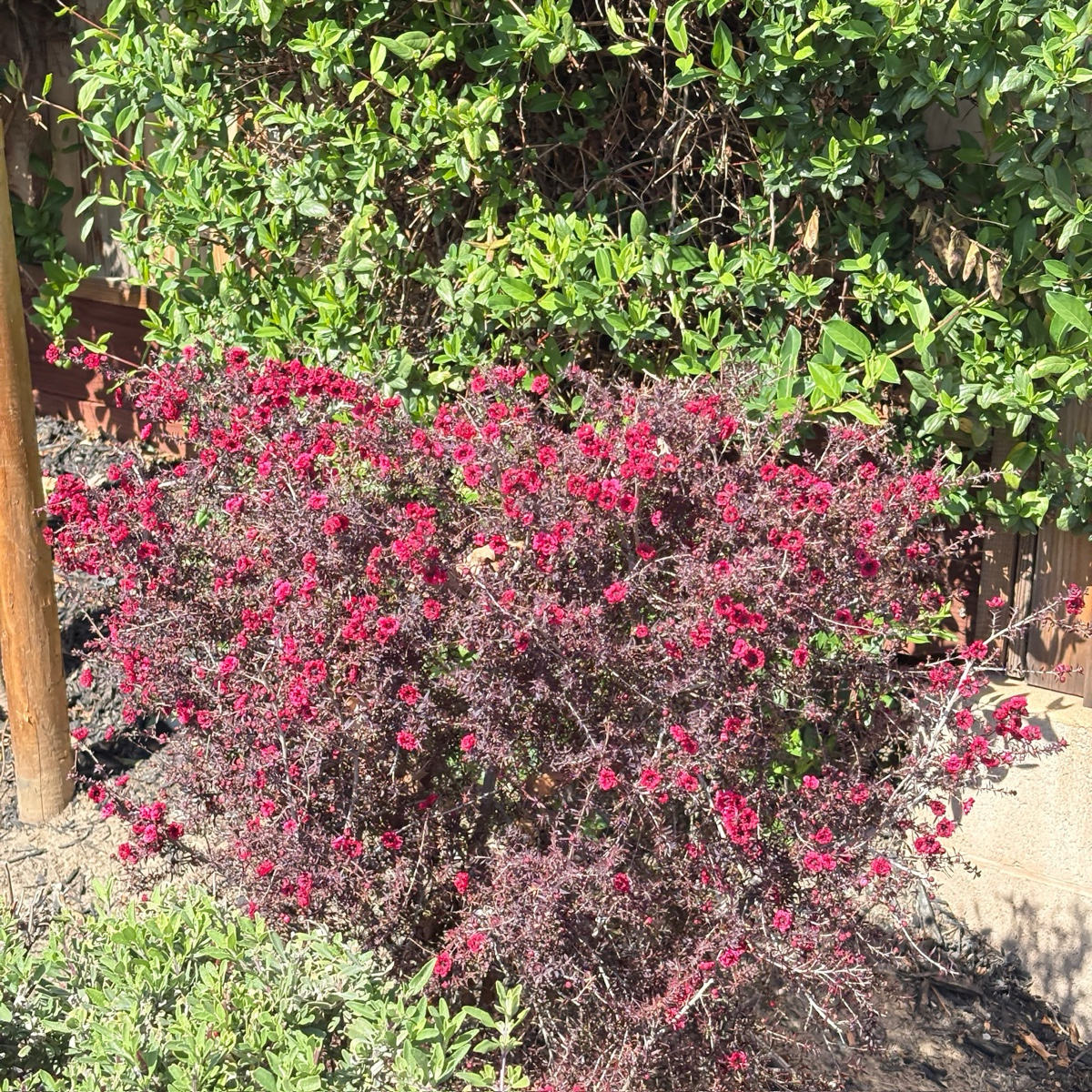 Ruby Glow New Zealand Tea Tree