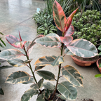 Ruby  Rubber Plant