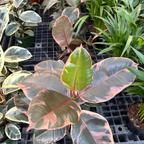 Ruby  Rubber Plant
