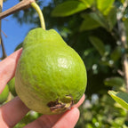 Ruby Supreme Guava