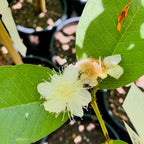 Ruby Supreme Guava