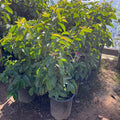 Ruby Supreme Guava