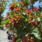 Rugged Charm Maple